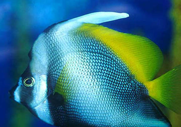 夏季水庫(kù)釣鯉魚(yú)技巧有哪些