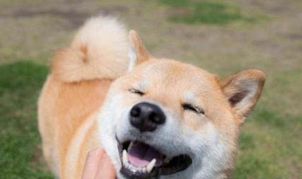 柴犬有白色的嗎