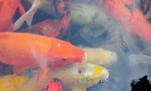 泥鰍會(huì)被金魚(yú)吃掉嗎
