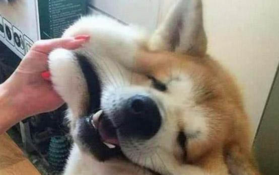 兩個月的小狗一天喂幾次狗糧合適