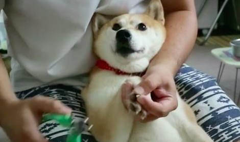 狗狗吃了洋蔥會有哪些癥狀