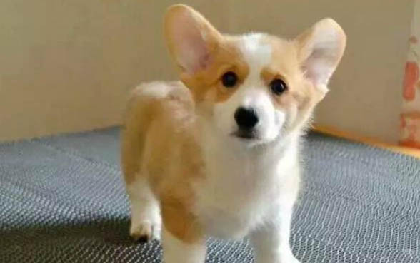 柯基和柴犬哪個(gè)好養(yǎng)