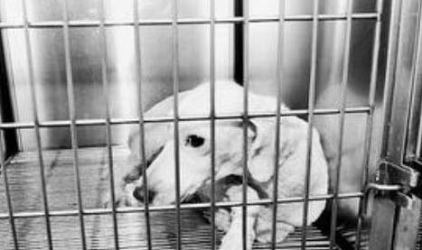 貓得了狂犬病一般能活多久？