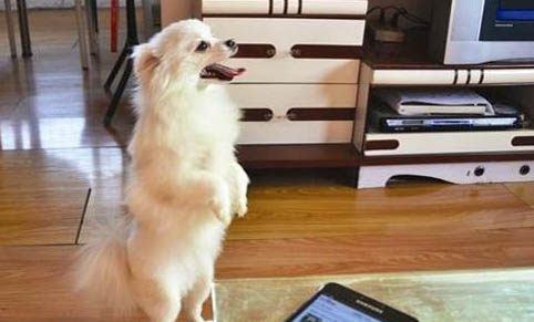 狗狗淚痕紅棕色怎么去除