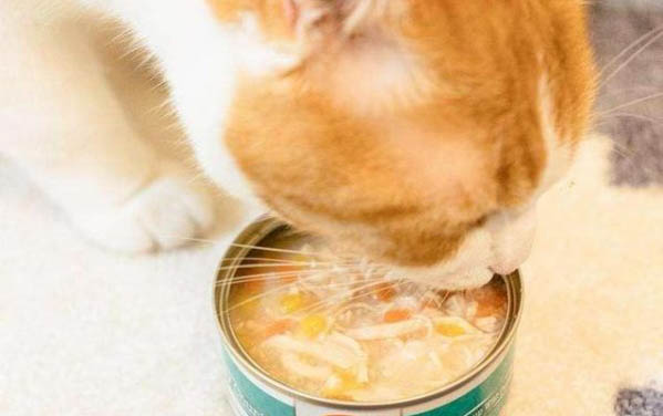 貓咪多久發情