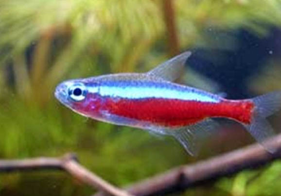 觀賞魚拒食的原因及處理方法
