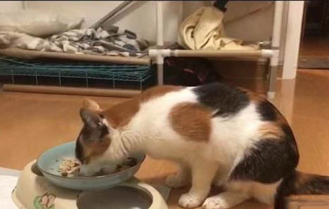貓眼睛有白膜遮住眼球怎么處理貓咪眼球