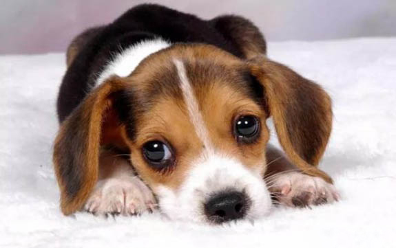 馬犬胸口有白毛純不純