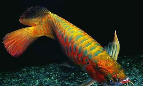 魚缸水渾濁怎么辦