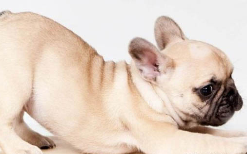 法國斗牛犬掉毛嗎