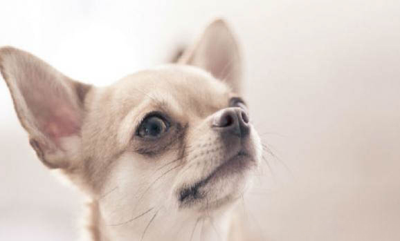 吉娃娃犬有哪些飼養和管理方法？