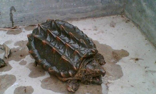 河馬和鱷魚哪個厲害