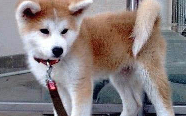 秋田犬和柴犬哪個聰明