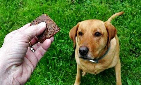 狗狗知道被拋棄的表現