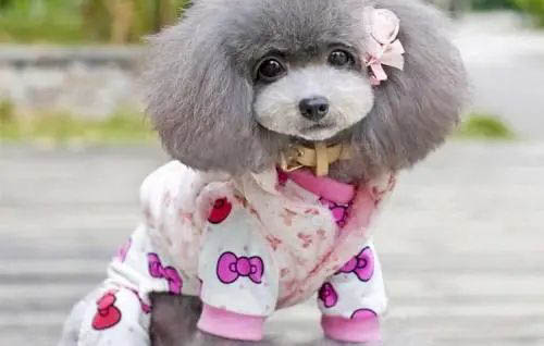 貴賓為什么警犬