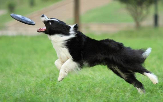 隕石邊境牧羊犬的價格是多少錢
