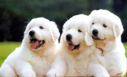 大白熊犬鼻子出血的原因及處理方法
