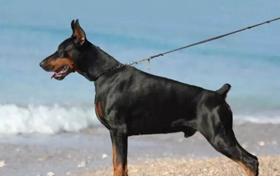 拳師犬與杜賓哪個好