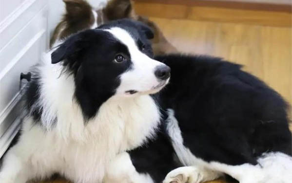 狗狗心絲蟲有哪些癥狀
