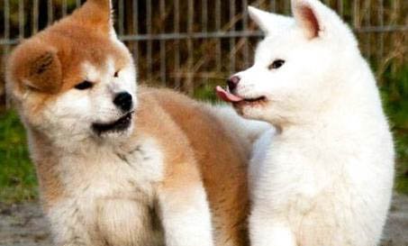 秋田犬和柴犬的區別是什么？