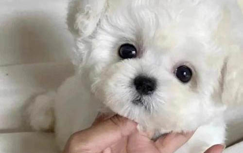比熊需要吃卵磷脂嗎