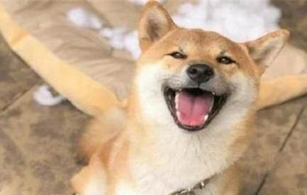 給柴犬取名的注意事項