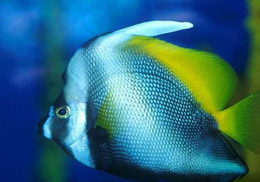 觀賞魚氣泡病的病因分析