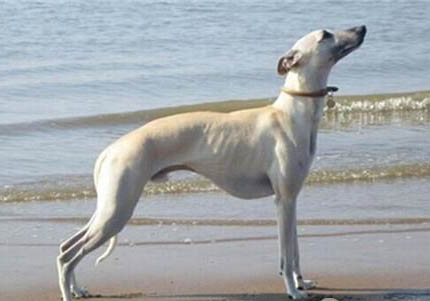 惠比特犬適合家養嗎
