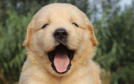 高加索幼犬怎么挑選
