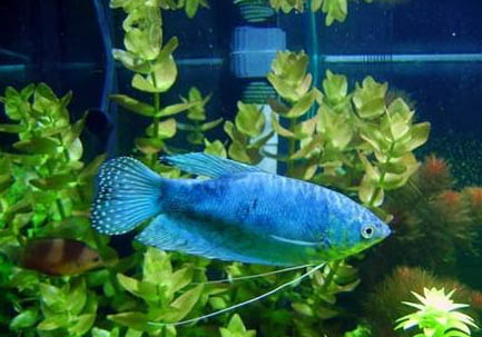 藍(lán)星魚繁殖方法?