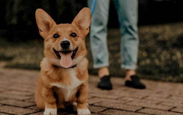 狗狗懷孕能吃雞肉嗎
