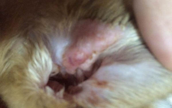 狗狗自制零食