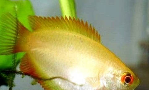 2.5號(hào)子線可以釣多大魚
