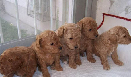 怎樣判斷貴賓犬腿是否斷了