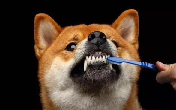 狗狗尿毒癥晚期能活多久
