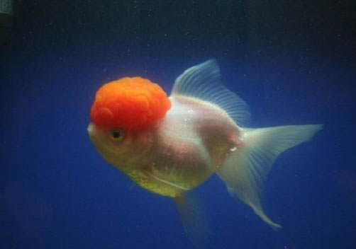 鶴頂紅金魚(yú)頭部變白了是什么病，金魚(yú)頭上褪色怎么治療