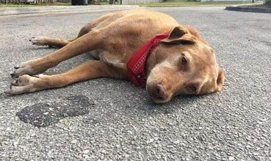 棉花面紗犬哪里有賣