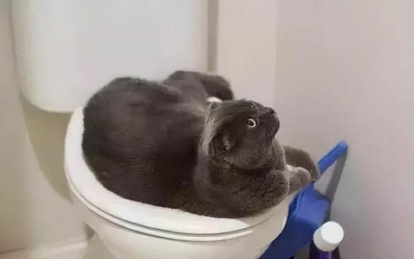 貓生了第一個多久生第二個