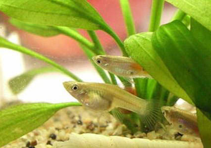 食蚊魚多久繁殖一次？