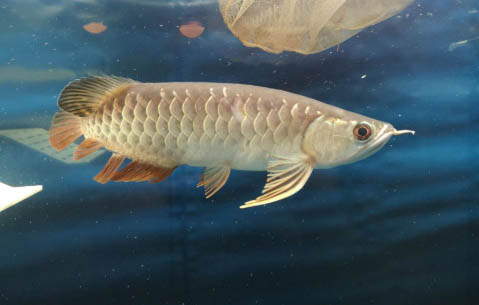 黃金泥鰍可以和魚混養(yǎng)嗎