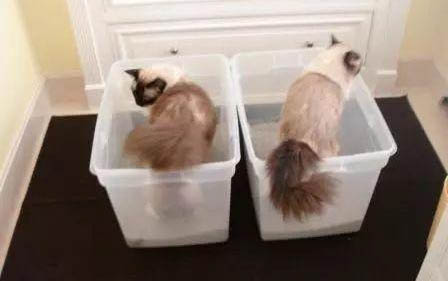小貓?zhí)貏e愛睡覺正常嗎？