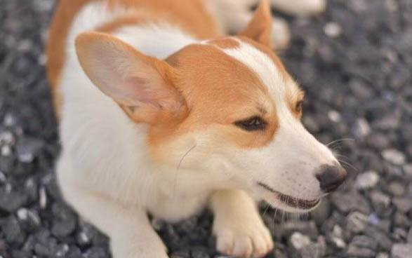 怎么判斷小狗有沒有狂犬病毒