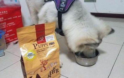 怎么能讓狗狗不亂叫
