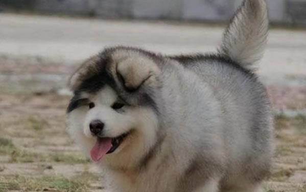 狗懷孕吃什么可以化胎