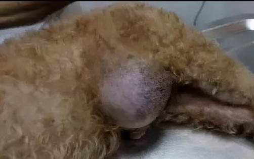 飼養兩個月的狗狗需要注意什么