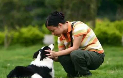隕石邊境牧羊犬的價(jià)格是多少