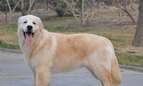 怎樣辨別金毛犬純不純?