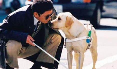 導盲犬會叫嗎