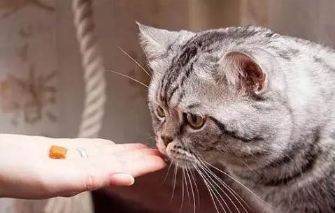 貓咪睡覺吧唧嘴正常么