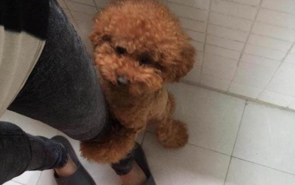 泰迪狗感冒了什么癥狀是什么
